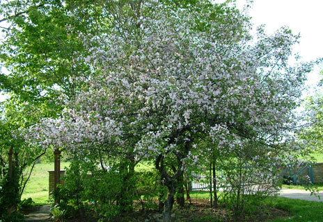 thornapple trees in bloom