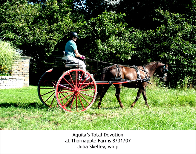 Aquilas Total Devotion