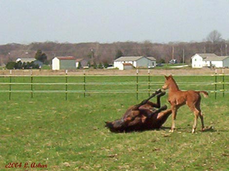 Equinox Karma and T-A-Mora Jo-Z-pizzazz